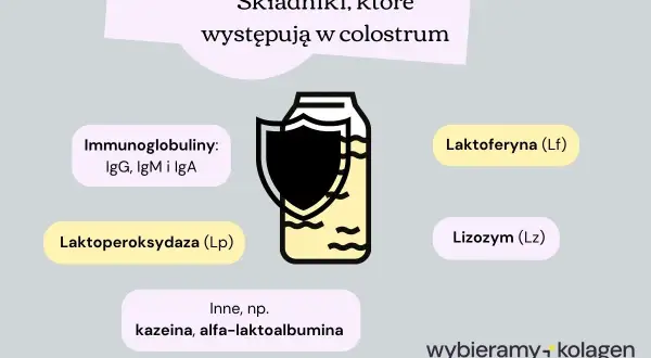 Colostrum zawiera cenne składniki, takie jak laktoferyna (Lf), immunoglobuliny i lizozym (Lz), wspierające odporność.