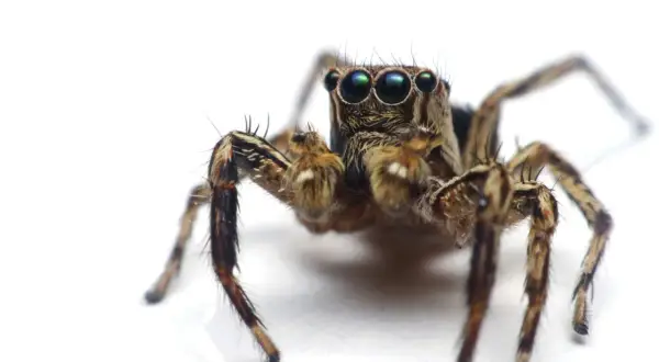 Jak nazywa się lęk przed pająkami? Poznaj arachnofobię i leczenie