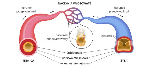 Schemat naczyń krwionośnych: tętnica, żyła i naczynia włosowate. Pokazuje, jak naczynia włosowate rozszerzają naczynia krwionośne.