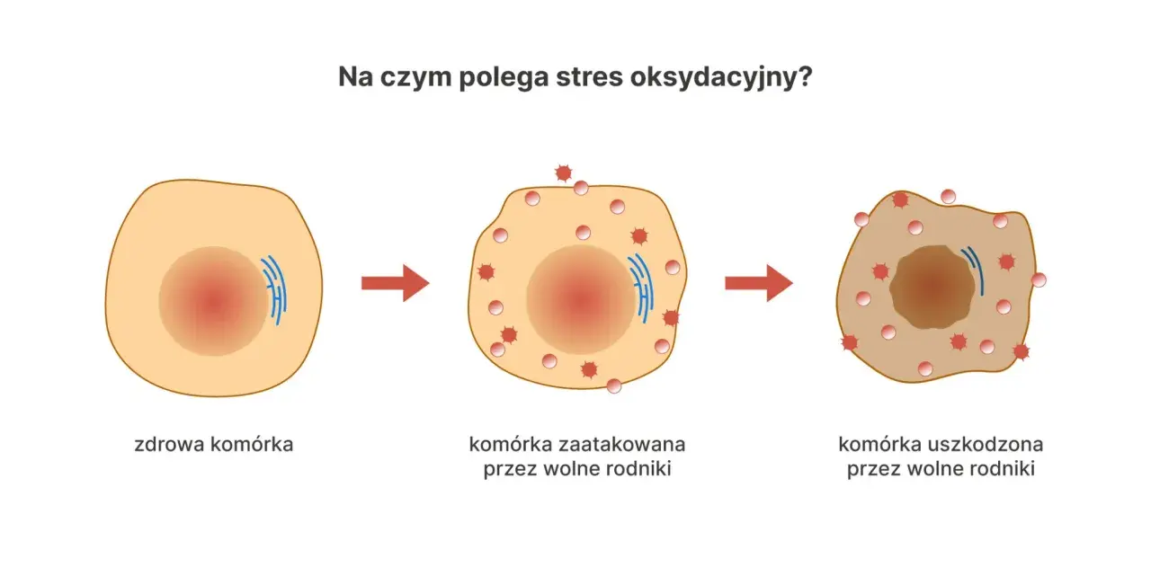 Ilustracja pokazuje, jak wolne rodniki atakują zdrową komórkę, prowadząc do jej uszkodzenia. To jest właśnie stres oksydacyjny.