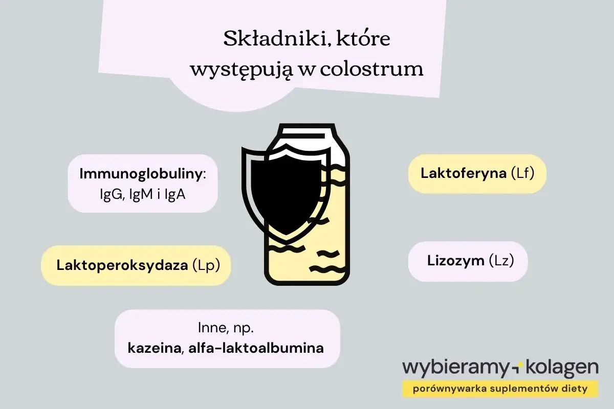 Colostrum zawiera cenne składniki, takie jak laktoferyna (Lf), immunoglobuliny i lizozym (Lz), wspierające odporność.